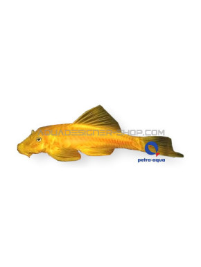 L144 Ancistrus sp Gold xs