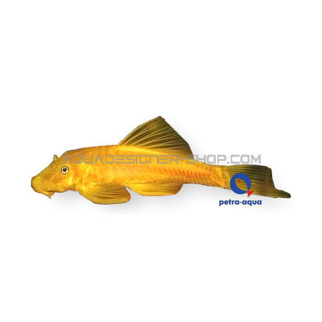 L144 Ancistrus sp Gold xs