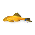 L144 Ancistrus sp Gold xs