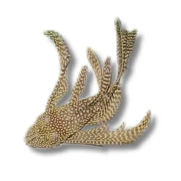 L144 Ancistrus M sp long fin