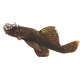 L144 Ancistrus sp black XL Male