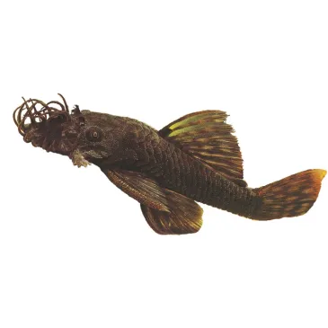 L144 Ancistrus sp black XL Male