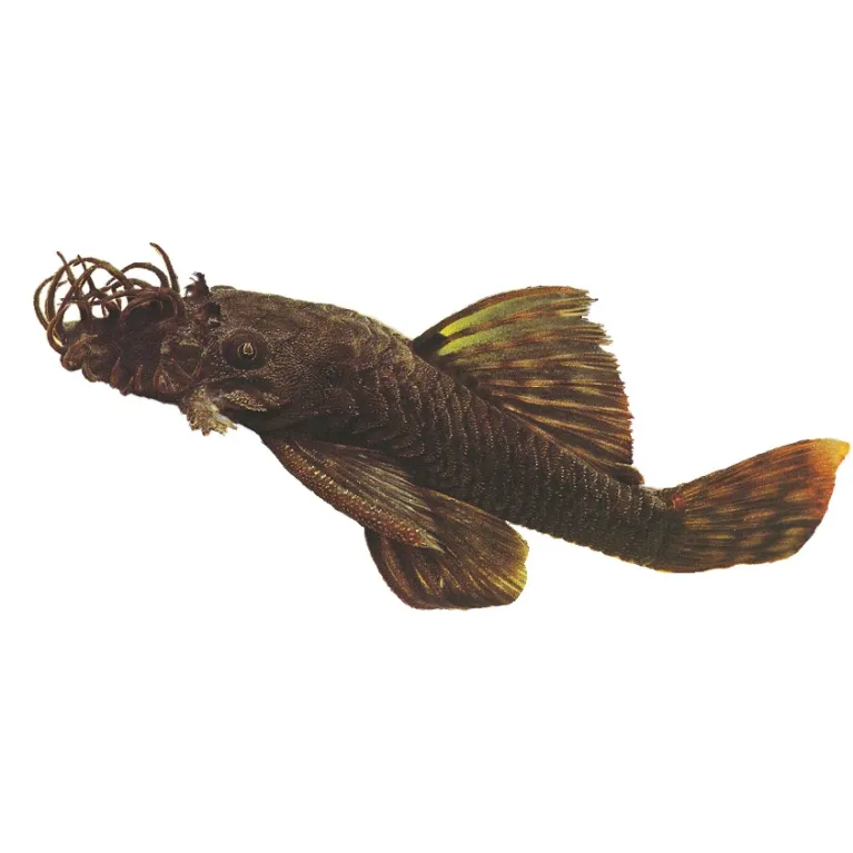 L144 Ancistrus sp black XL Male