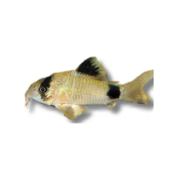 Corydoras panda