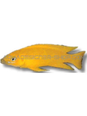 lamprologus leleupi leleupi orange