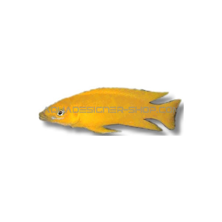 lamprologus leleupi leleupi orange