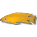 lamprologus leleupi leleupi orange