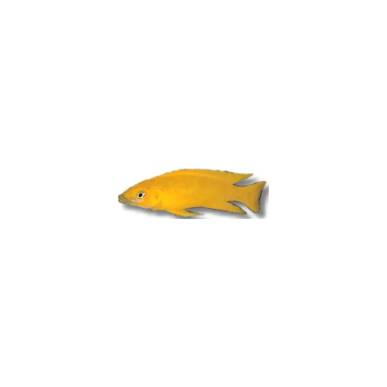 lamprologus leleupi leleupi orange