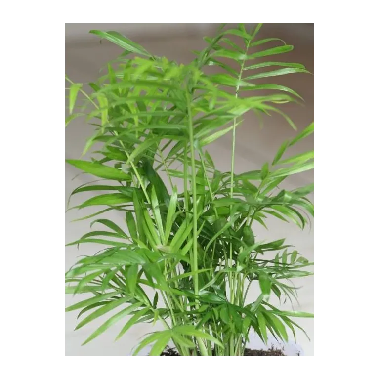 Chamaedorea Elegans