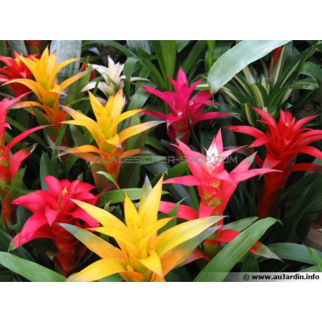 Guzmania sp.