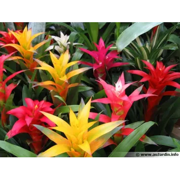 Guzmania sp.