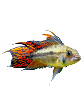 Apistogramma Cacatuoides double red