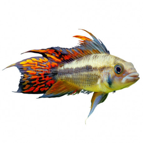 Apistogramma Cacatuoides