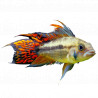 Apistogramma Cacatuoides double red
