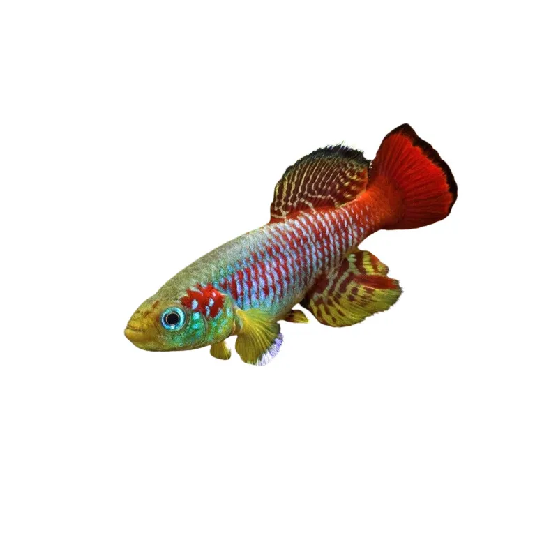 Nothobranchius guentheri