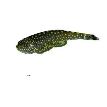 Pseudogastromyson Myersi