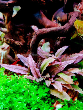 Cryptocoryne albida 'Brown'