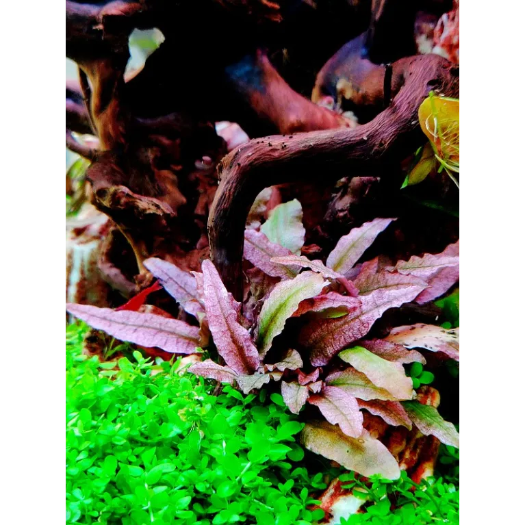 Cryptocoryne albida 'Brown'