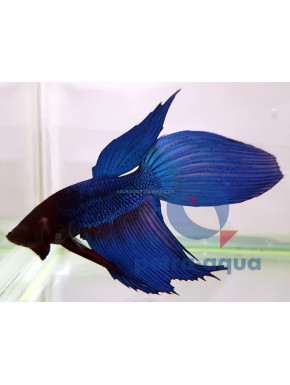 Betta Veiltail blue