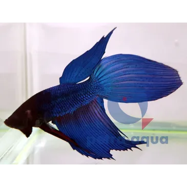 Betta Veiltail blue