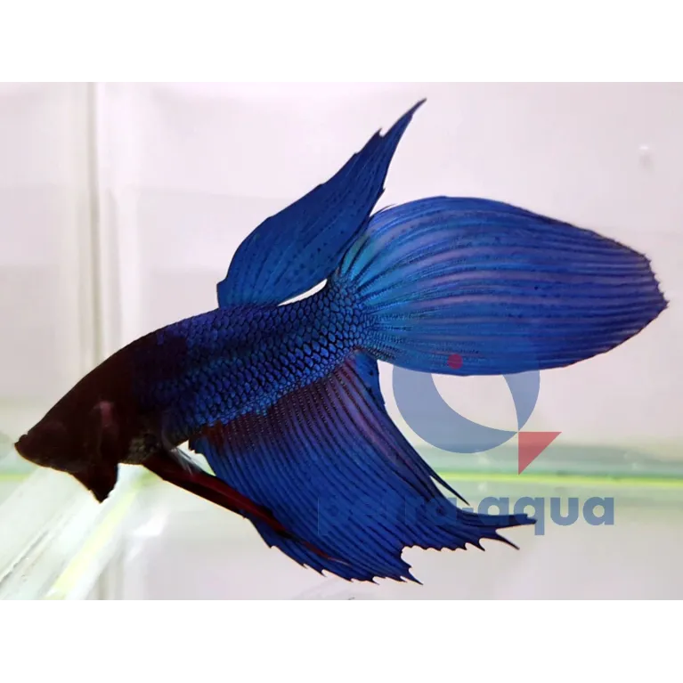 Betta Veiltail blue