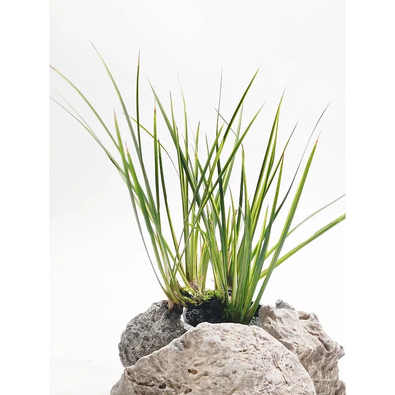 Acorus gramineus "variegatus"