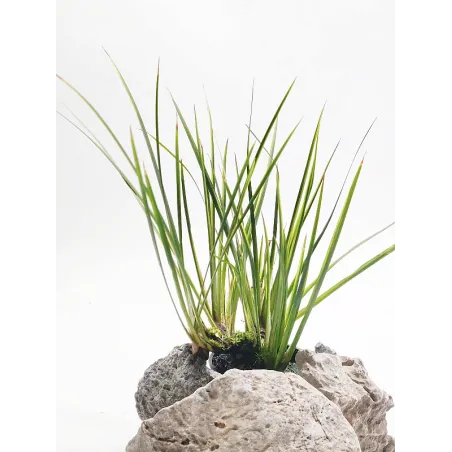 Acorus gramineus "variegatus"