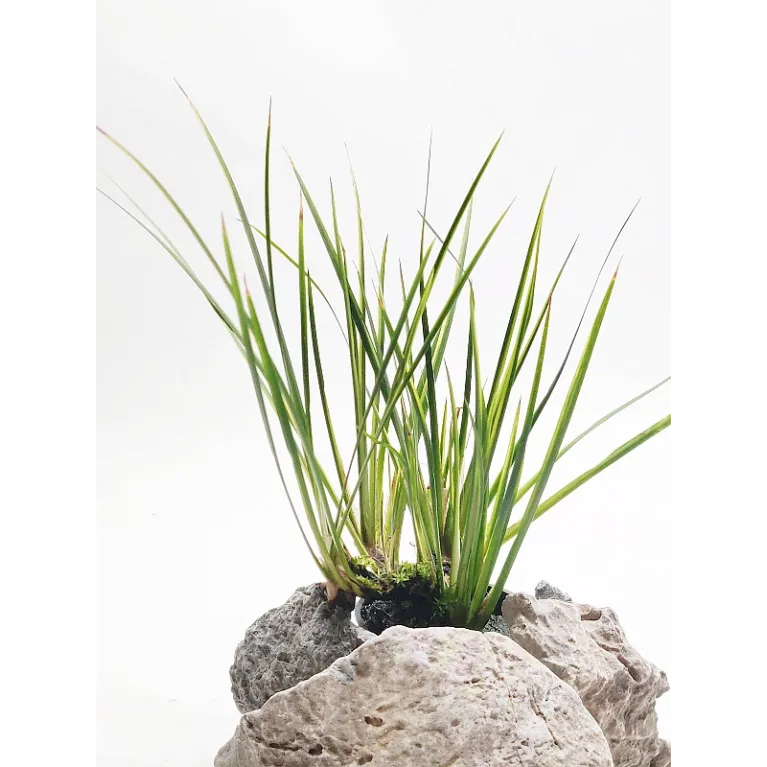 Acorus gramineus "variegatus"