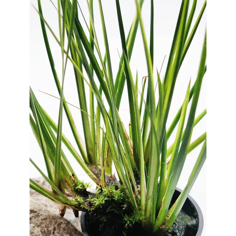 Acorus gramineus "variegatus"