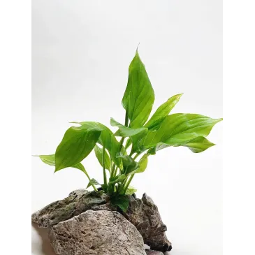 spathiphyllum Walissii