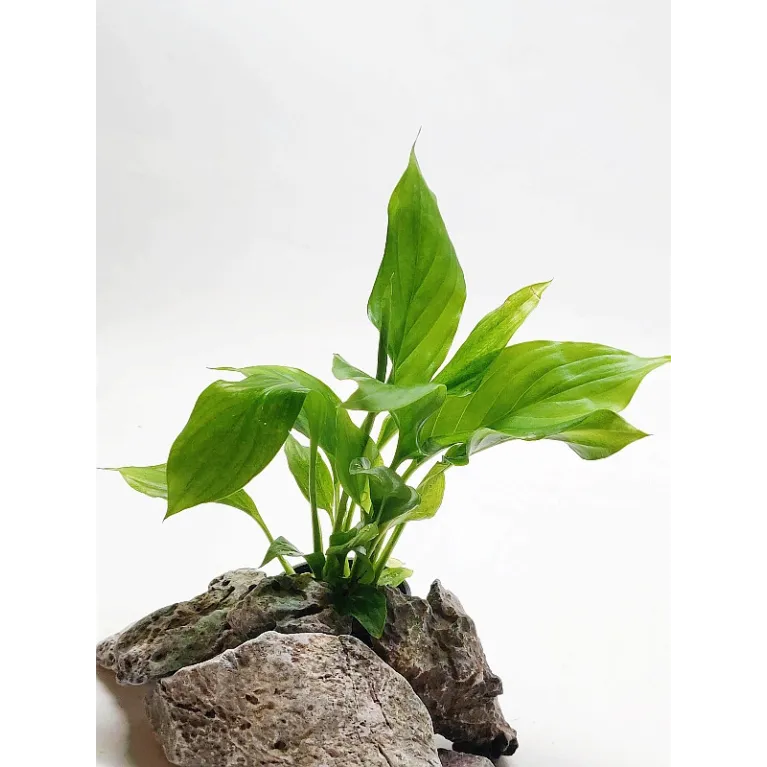 spathiphyllum Walissii