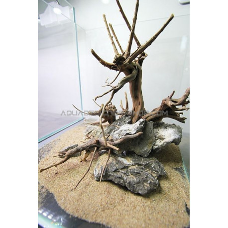 Morceau de Racine Nano forest wood 