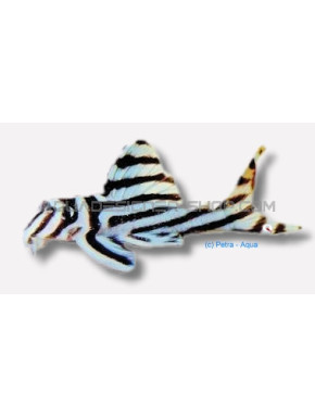 L046 Hypancistrus zebra