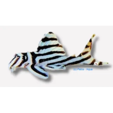 L046 Hypancistrus zebra