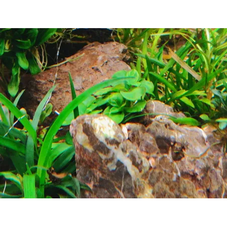Anubias mini Coin  plante d'aquarium aquadesigner tropica aquascaping