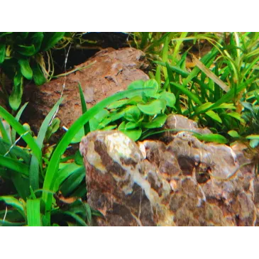 Anubias mini Coin  plante d'aquarium aquadesigner tropica aquascaping