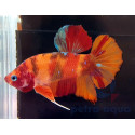 Betta giant nemo