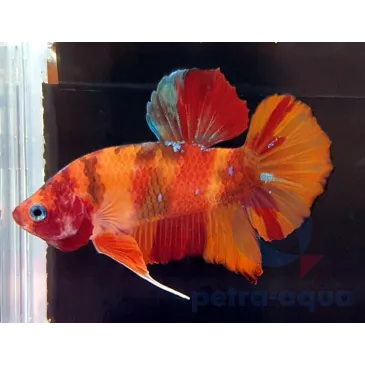 Betta giant nemo