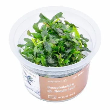 Bucephalandra sp Needle Leaf in vitro
