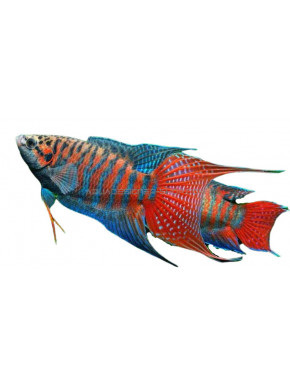 Macropodus Opercularis Blue