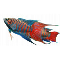 Macropodus Opercularis Blue