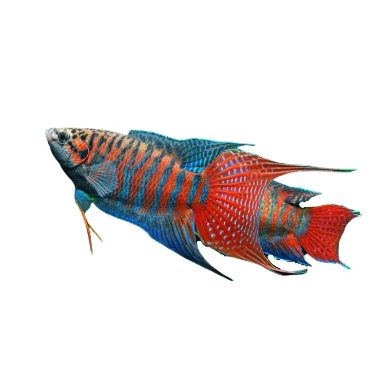 Macropodus Opercularis