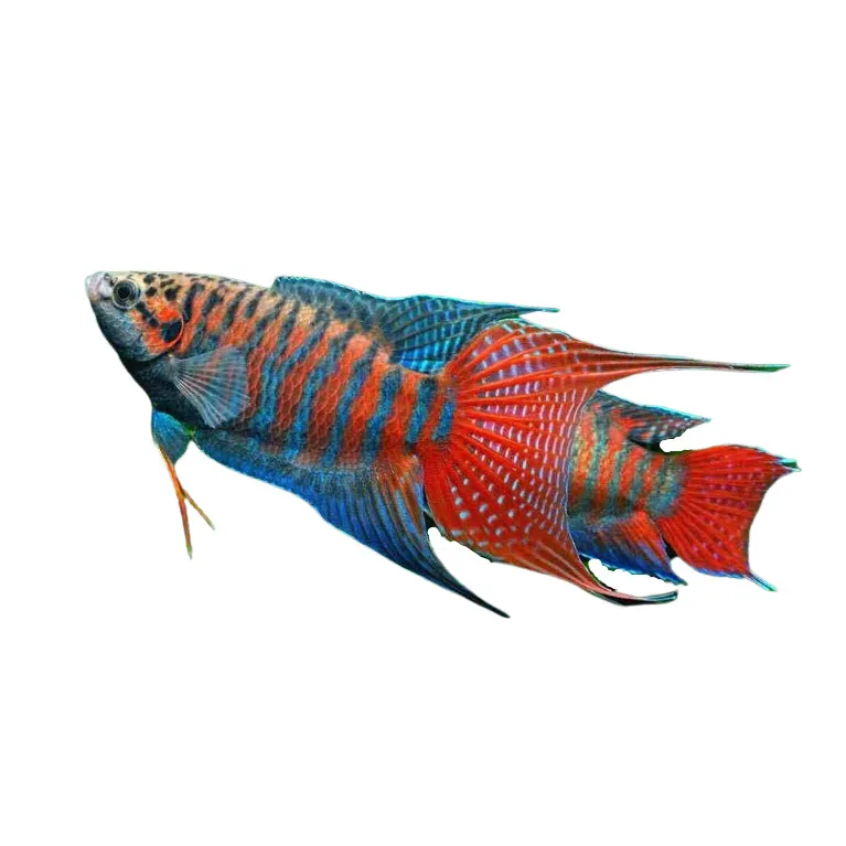 Macropodus Opercularis