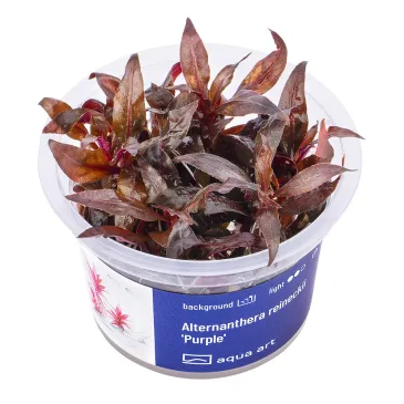Alternanthera reineckii Purple  in vitro