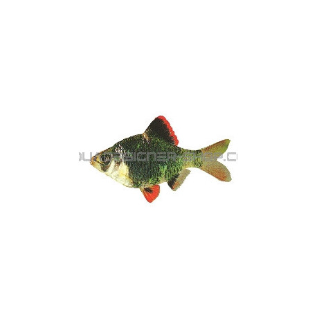 Barbus Tetrazona