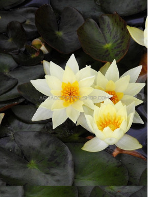 Nymphaea lotus