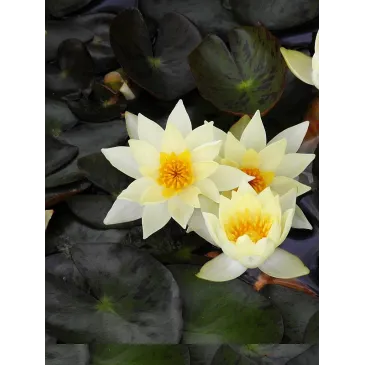 Nymphaea lotus