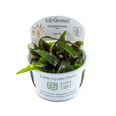 Cryptocoryne Green Gecko in vitro