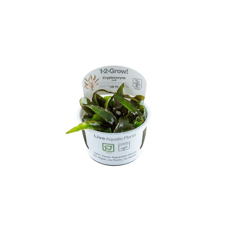 Cryptocoryne Green Gecko in vitro