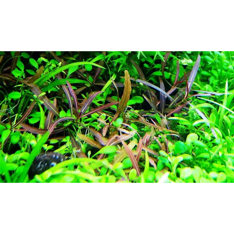 Hygrophila 'Araguaia'  in vitro